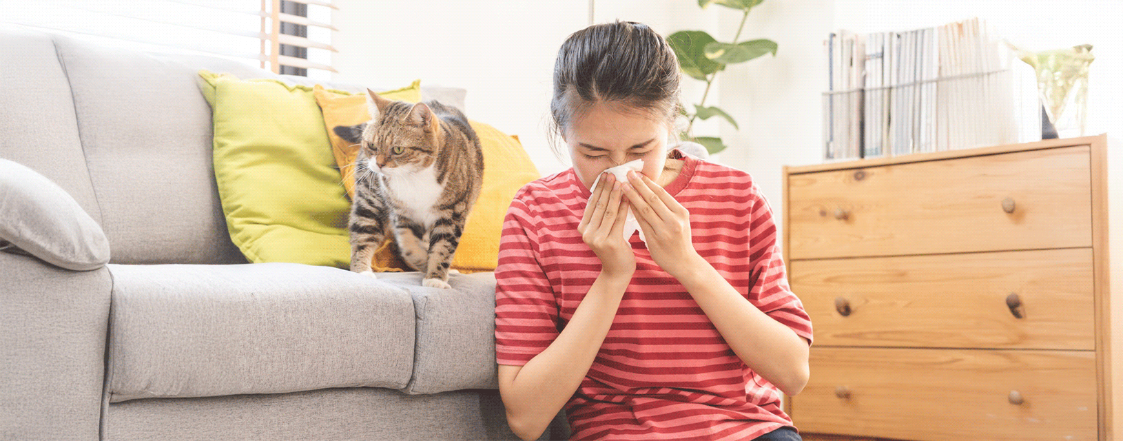 Koltuktaki kedi köpek çişi idrar kokusu nasıl çıkar